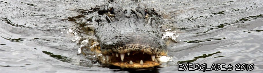 2010-everglades