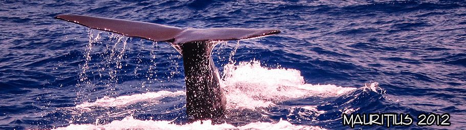 2012-mauritius04