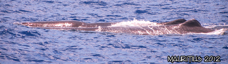 2012-mauritius05