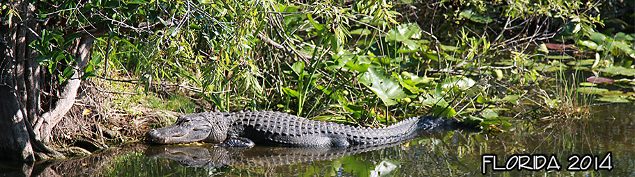 2014-Florida05