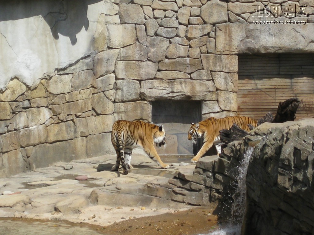 20101014_cape_coral6_busch_gardens_mk100
