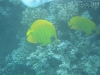 20110623-0701_makadi_bay_aegypten_mk027
