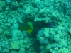 20110623-0701_makadi_bay_aegypten_mk183