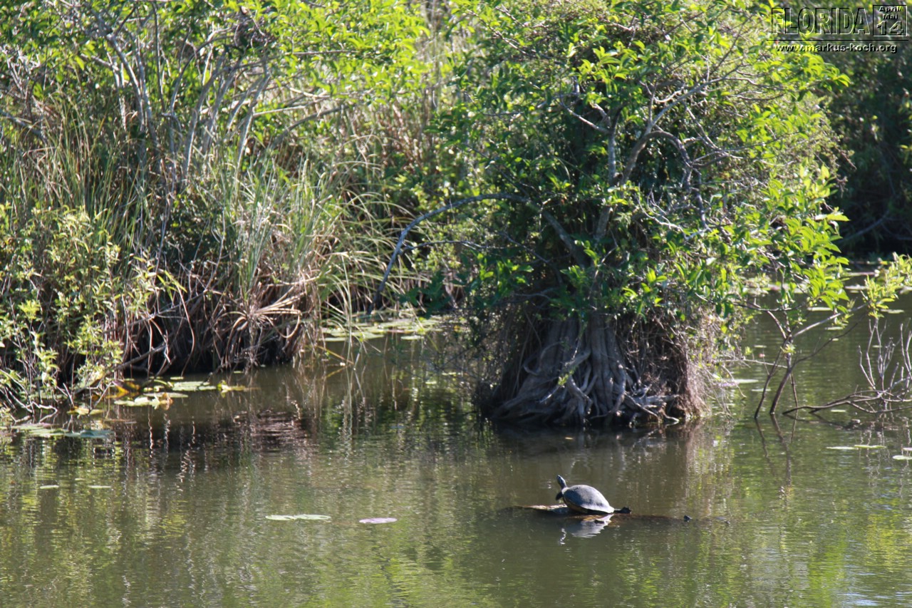 20140421_everglades_mk005