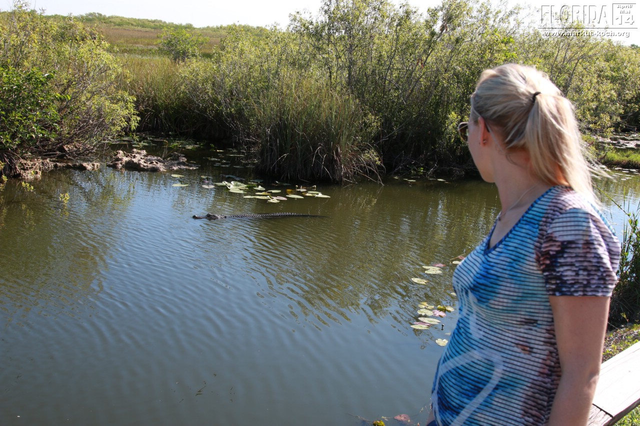 20140421_everglades_mk017