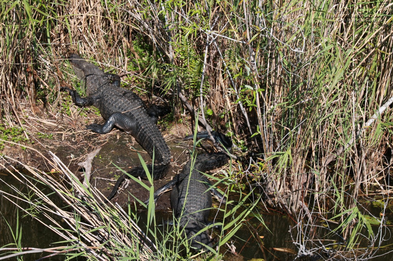 20140421_everglades_mk028