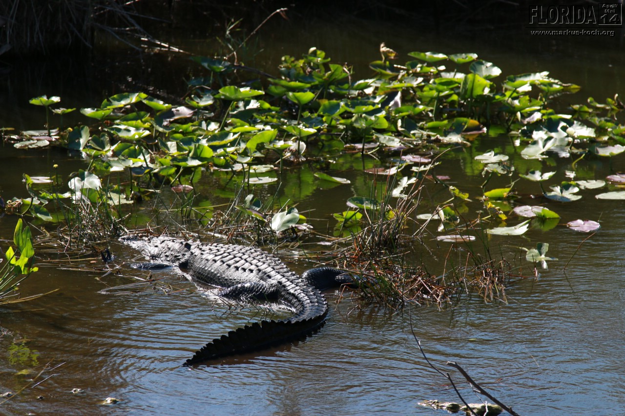 20140421_everglades_mk049