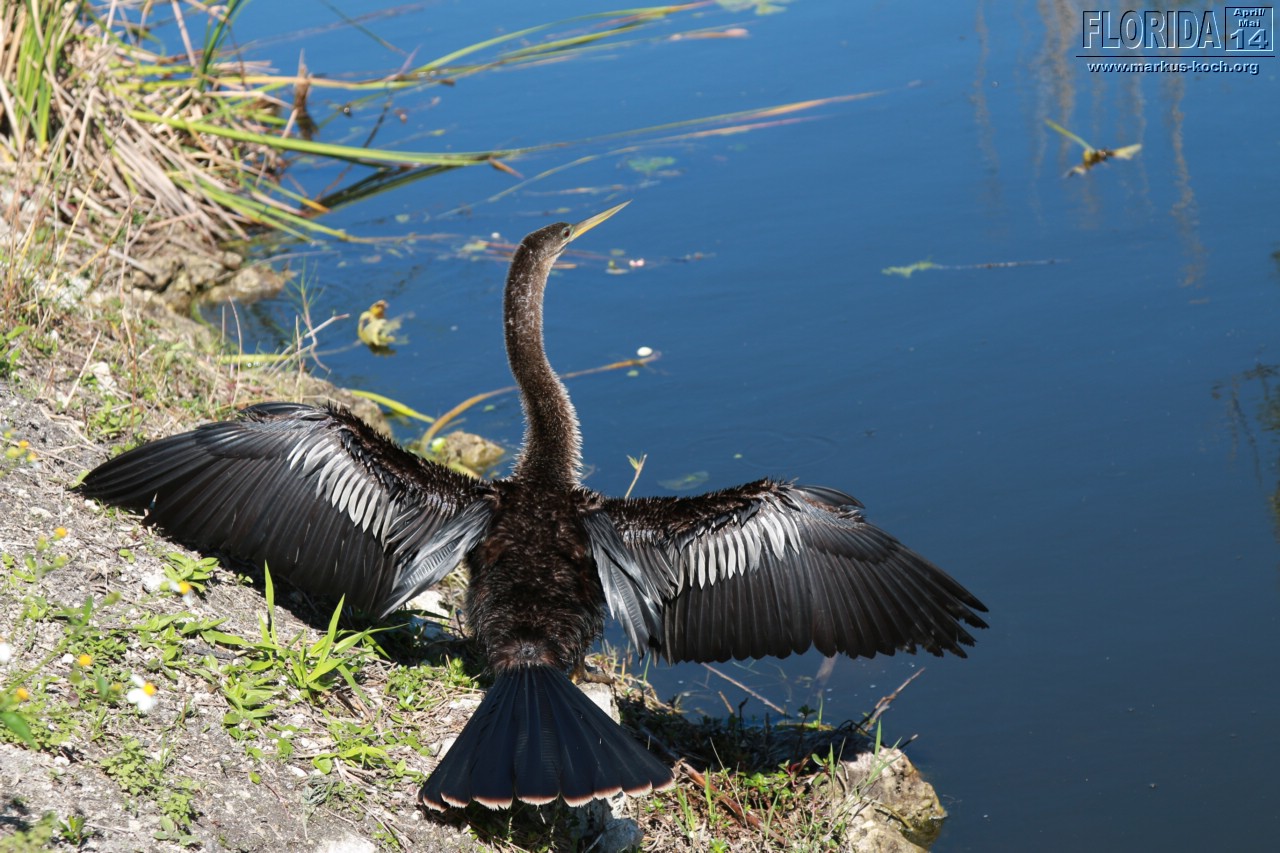 20140421_everglades_mk057