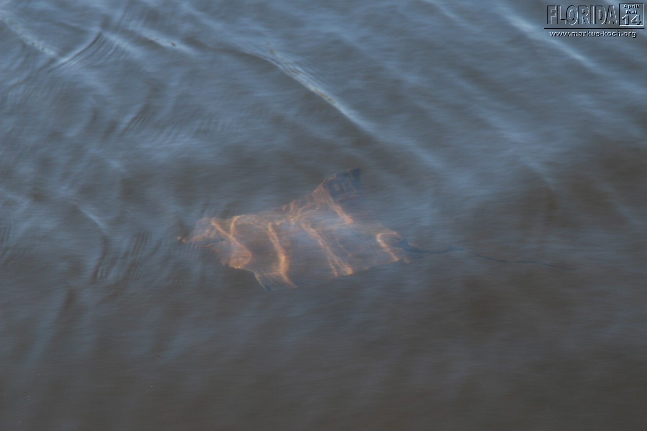 20140504_everglades_miami_mk060