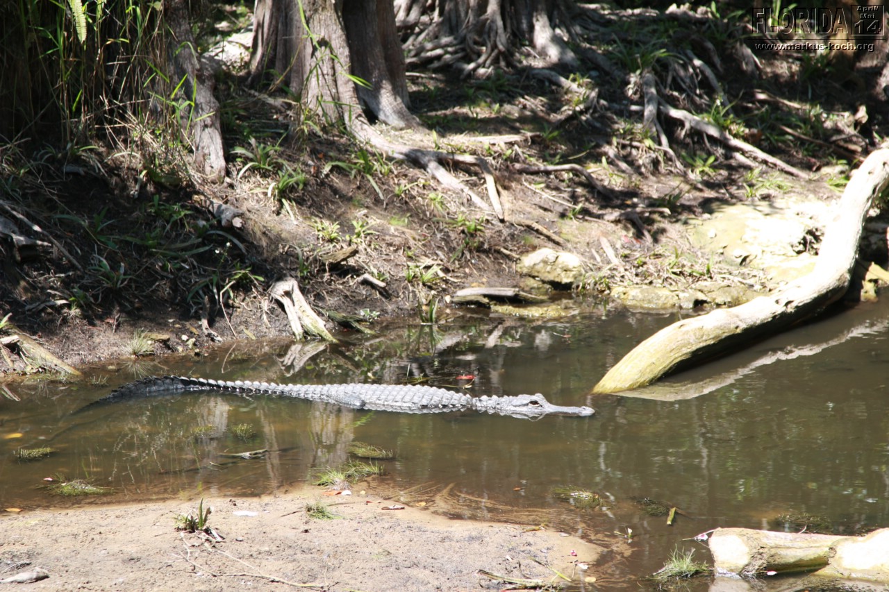 20140504_everglades_miami_mk084