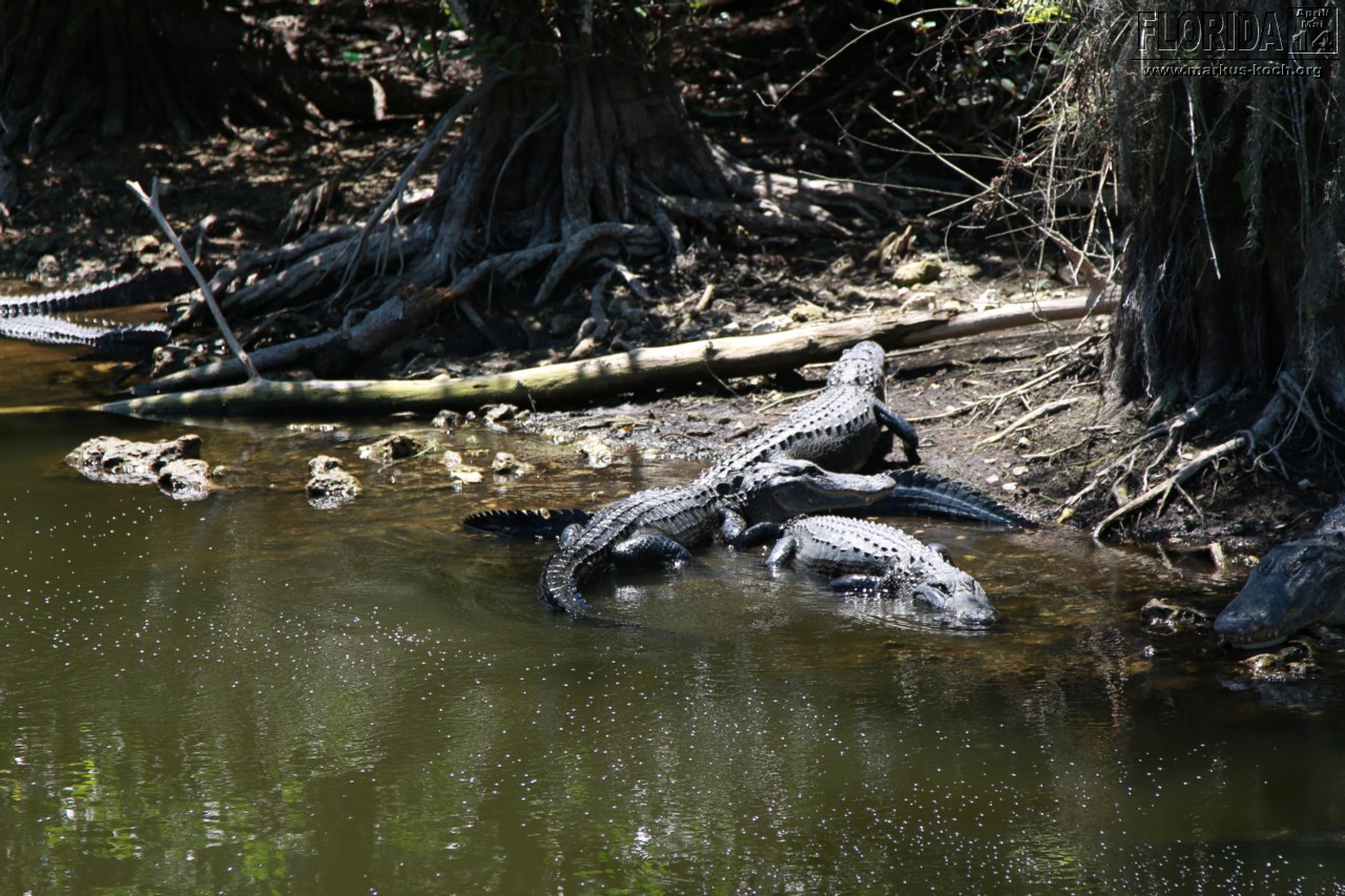 20140504_everglades_miami_mk089