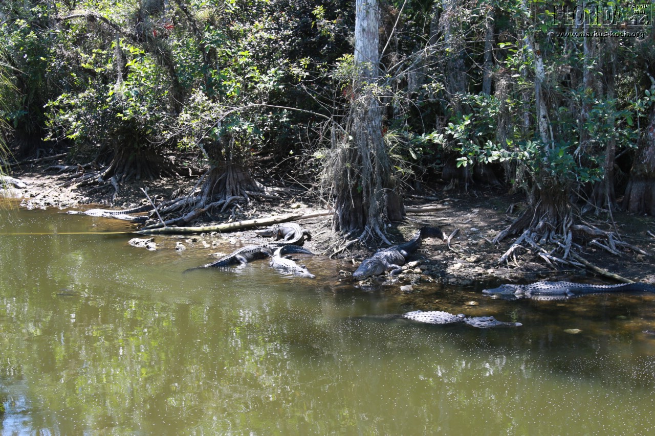 20140504_everglades_miami_mk092