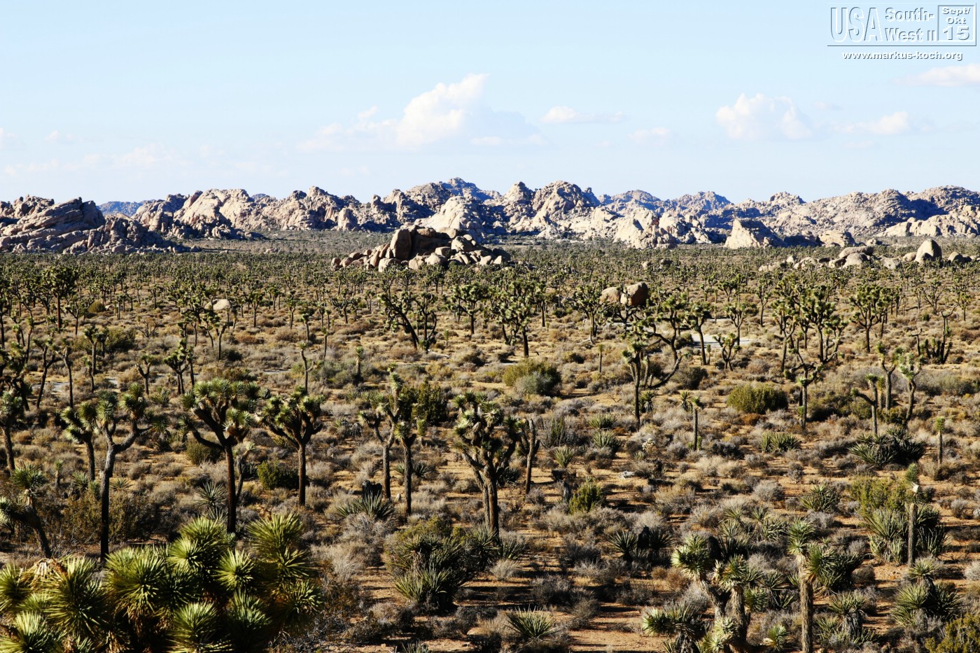 20151013_kingman_joshuatree_mk048