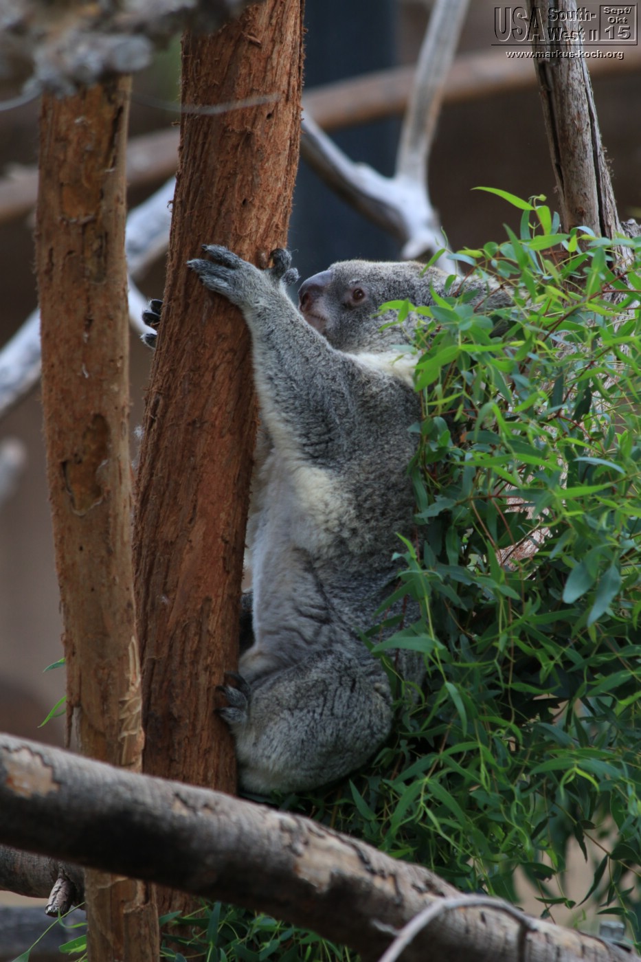20151016_sandiego_zoo_mk003