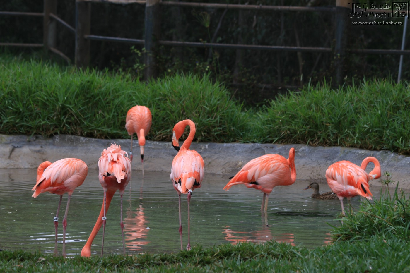 20151016_sandiego_zoo_mk007