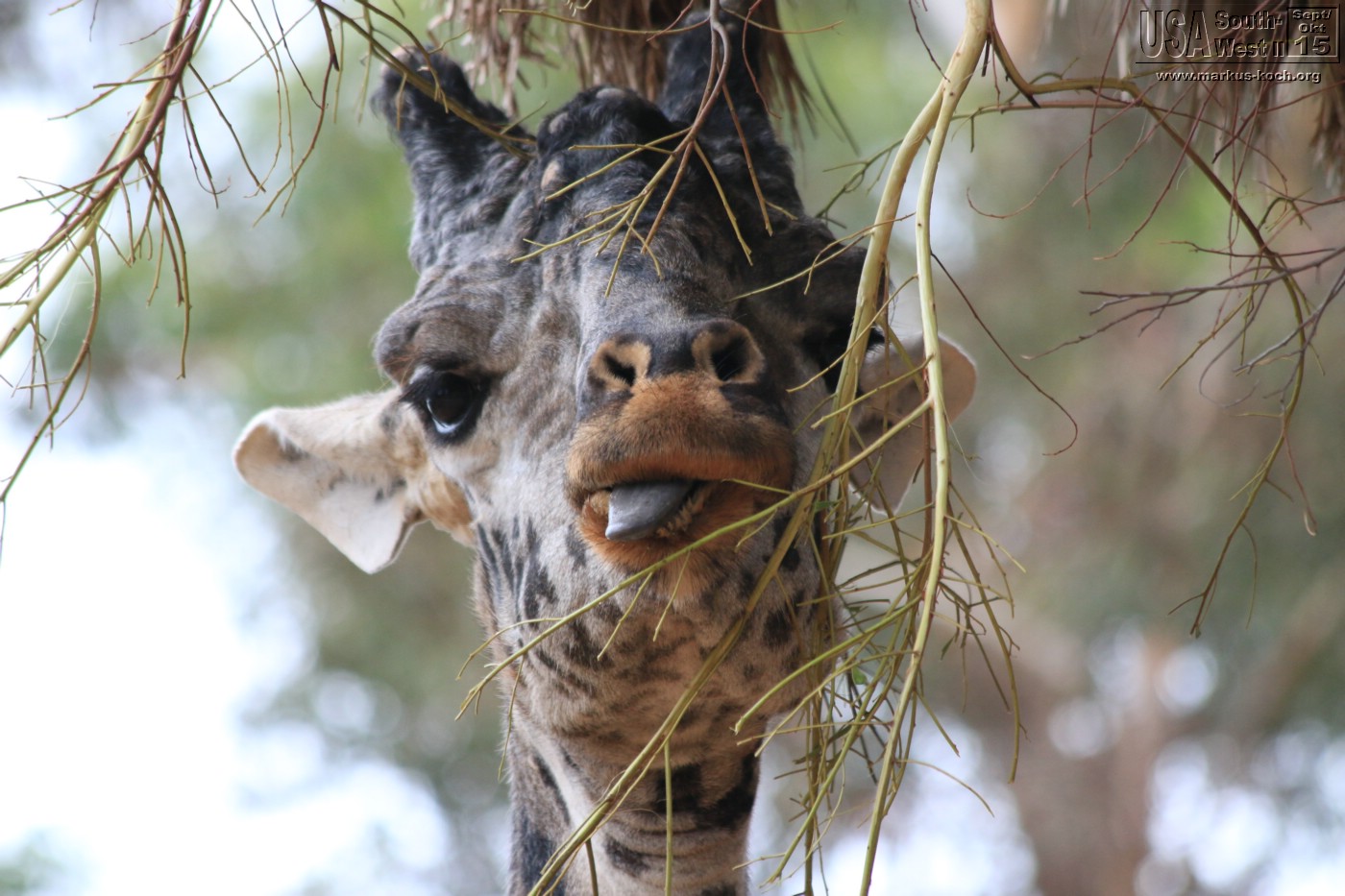 20151016_sandiego_zoo_mk018