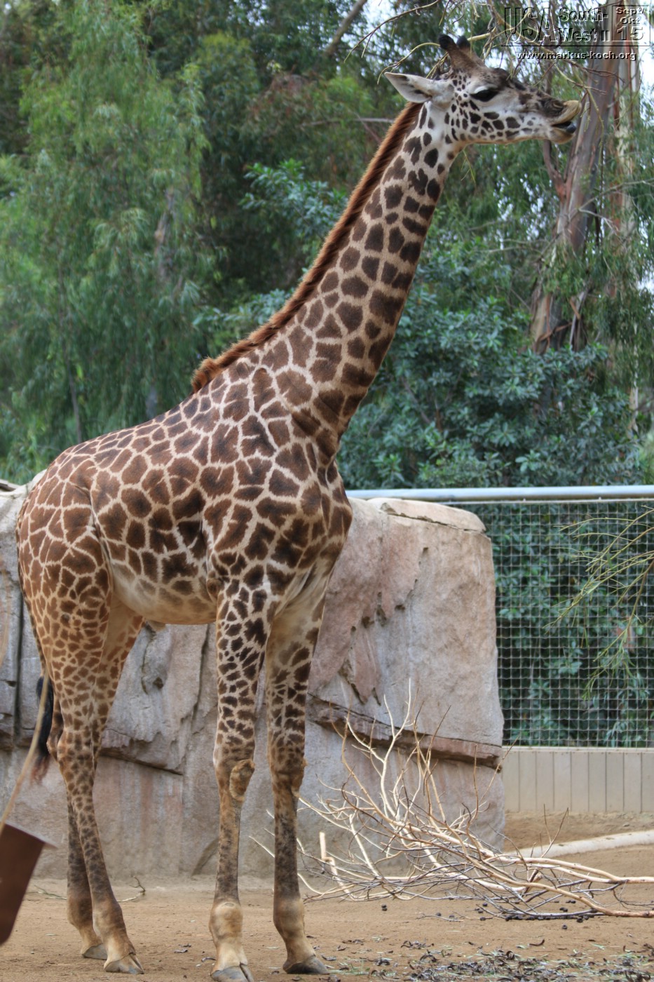 20151016_sandiego_zoo_mk023