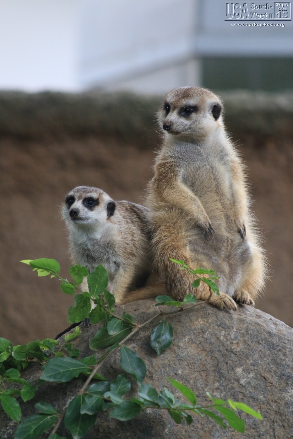 20151016_sandiego_zoo_mk028