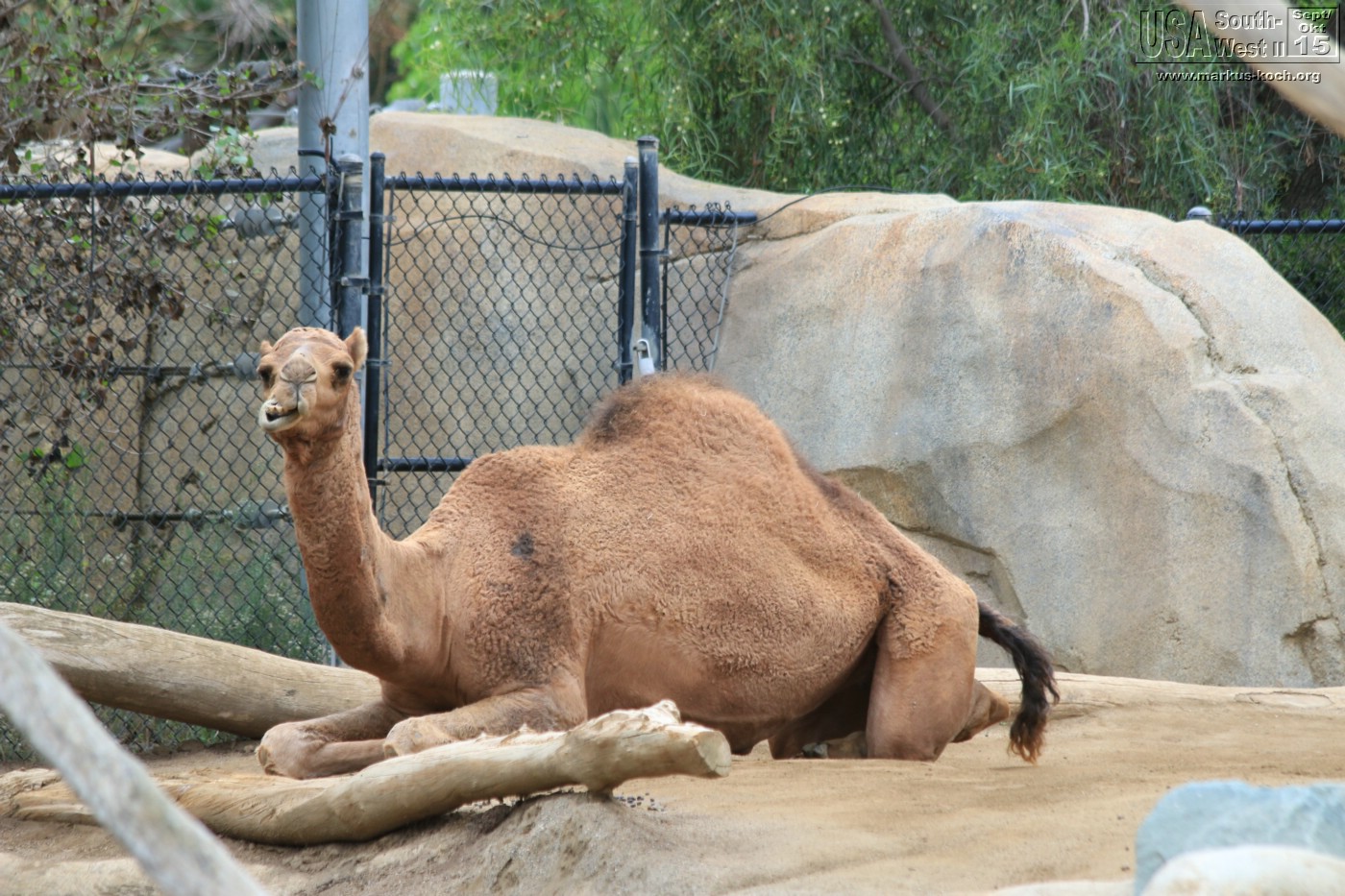 20151016_sandiego_zoo_mk031