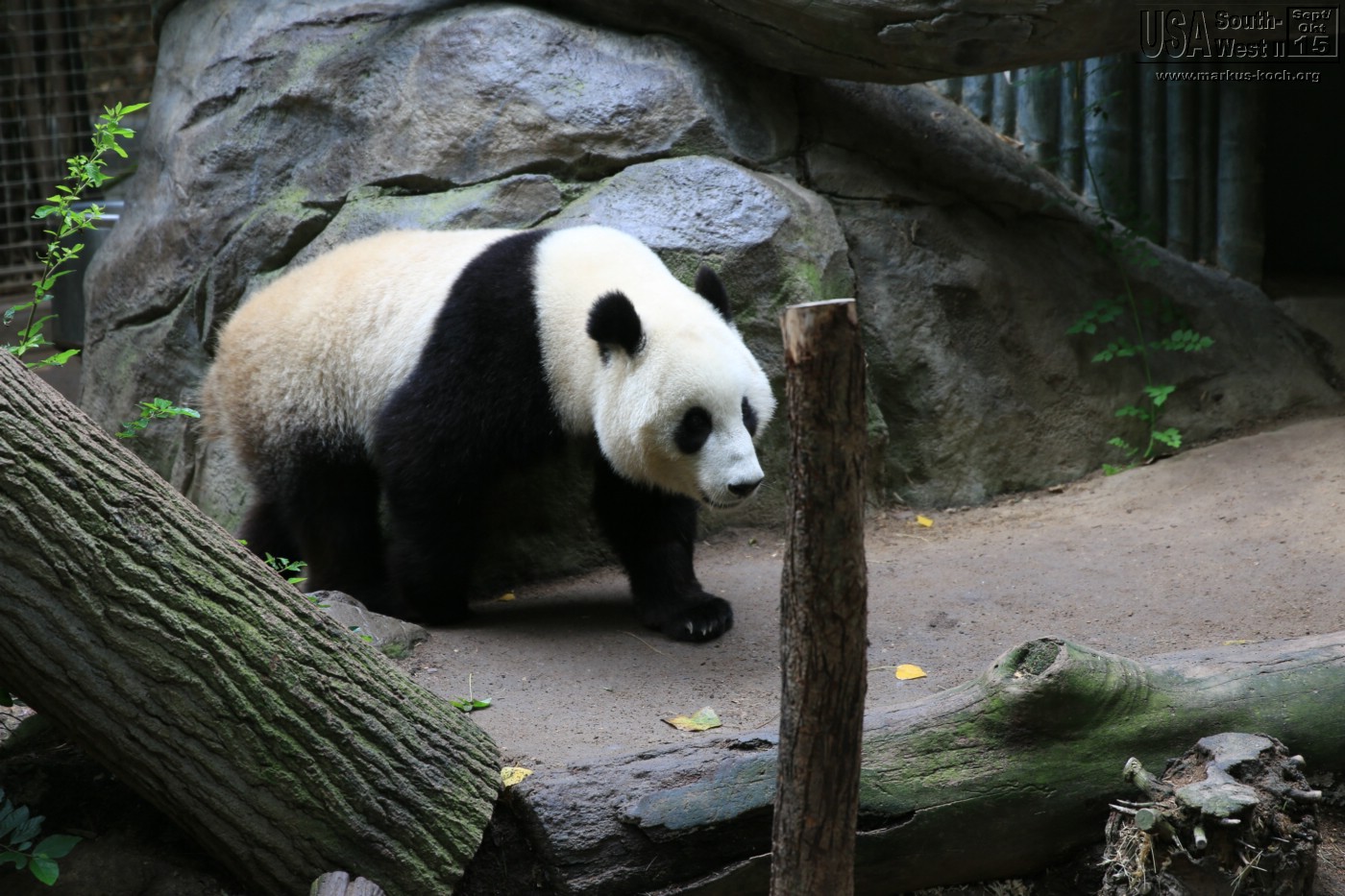 20151016_sandiego_zoo_mk053
