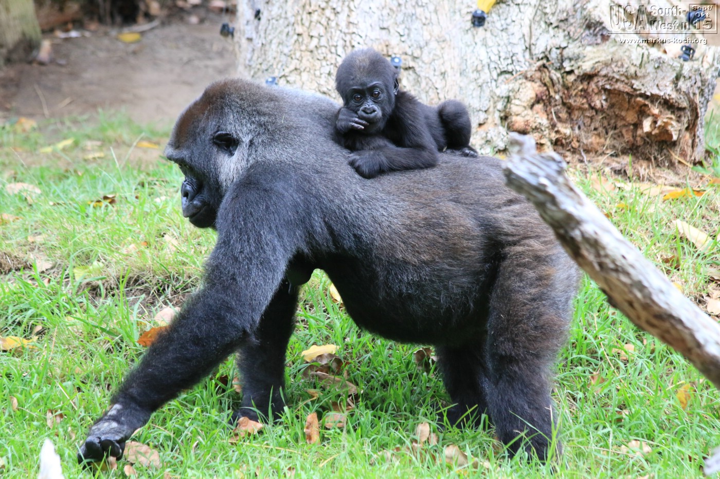 20151016_sandiego_zoo_mk108