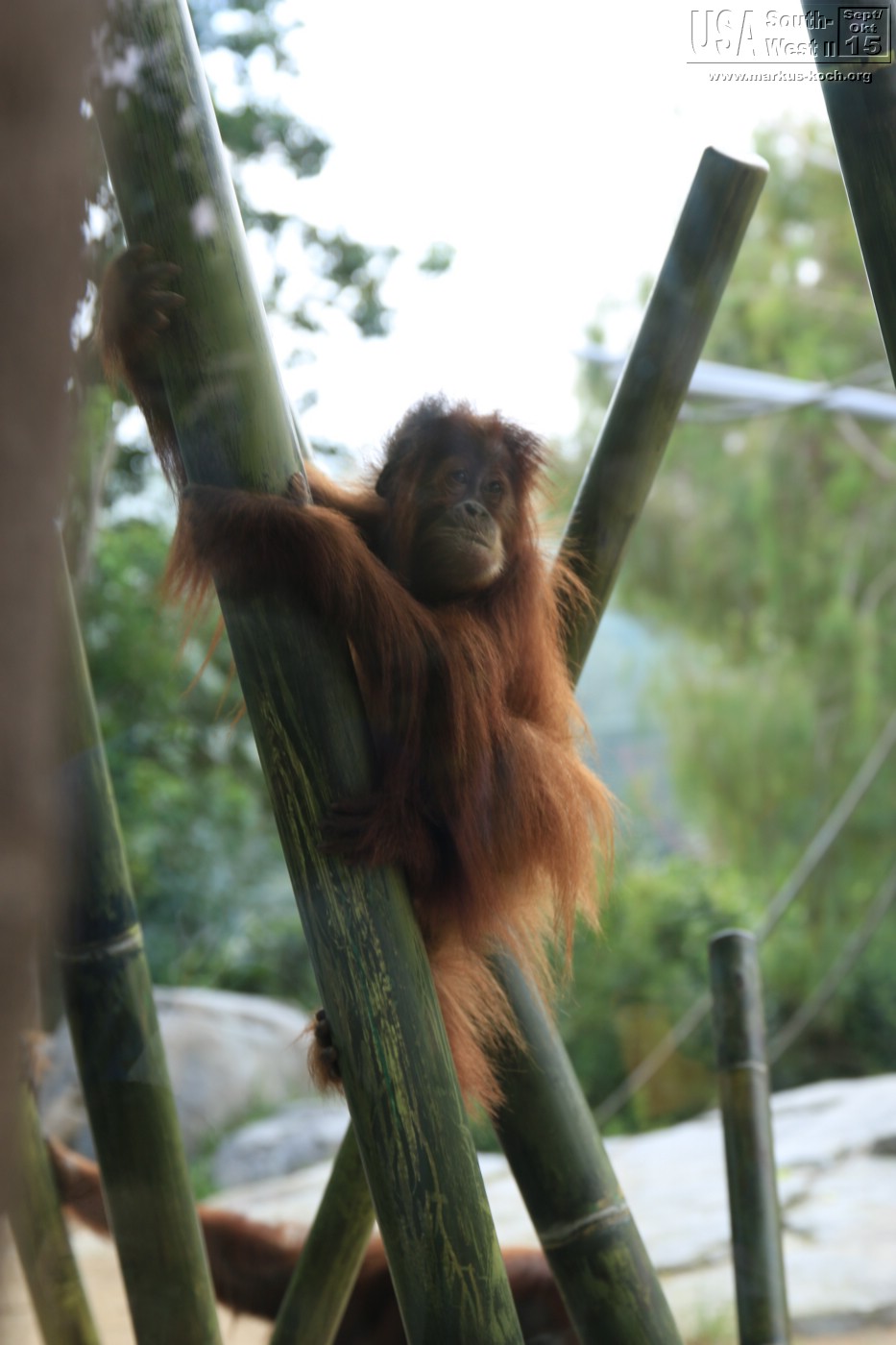 20151016_sandiego_zoo_mk120
