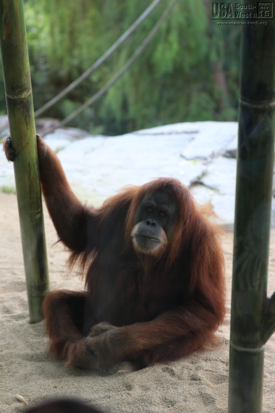 20151016_sandiego_zoo_mk124