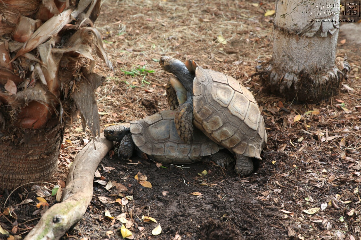 20151016_sandiego_zoo_mk128