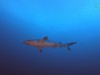 20191012-22_malediven_tauchen_mk427