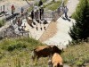 20250816-20_schweiz_rheinfall_jungfrauregion_mk226