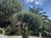 20250903-13_magiclife_penelope_beach_djerba_tunesien_mk847
